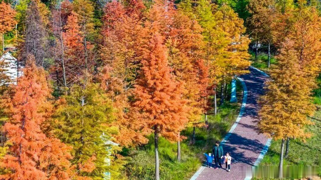 📍洛阳｜不用跑远，家门口就能拥有松弛秋日✨伊水游园求是段沿河而建，草坪开阔，树