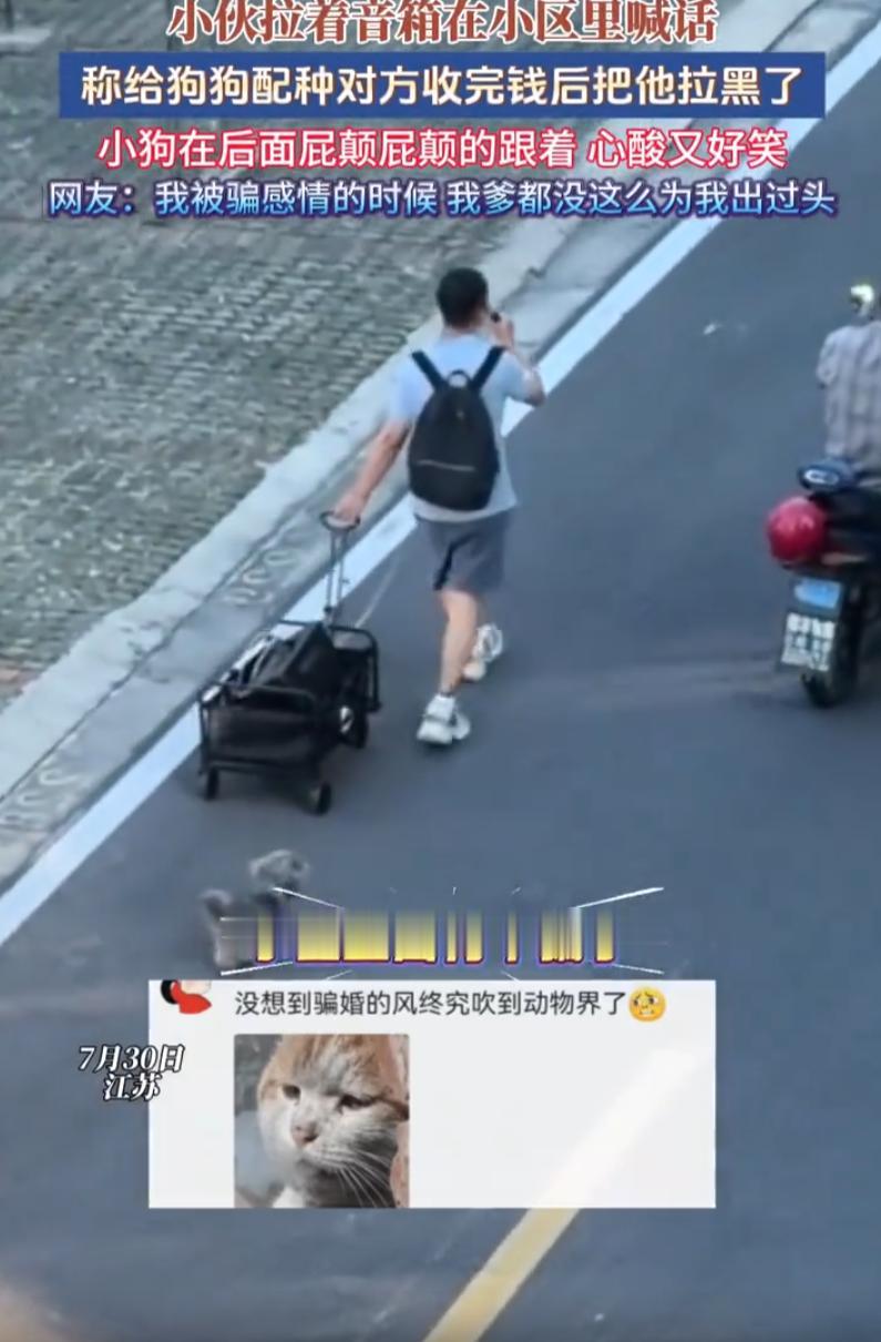 这下踢到铁板了！江苏，一男子花800块给自家狗狗配种，钱刚转完就被对方拉黑！男子