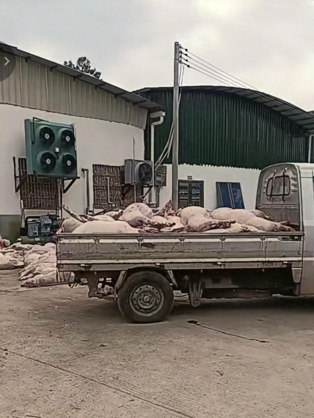 看到这条消后,更加坚定了我不在外面购买肉馅以及含有肉馅肉食品的决心,如果非得要吃