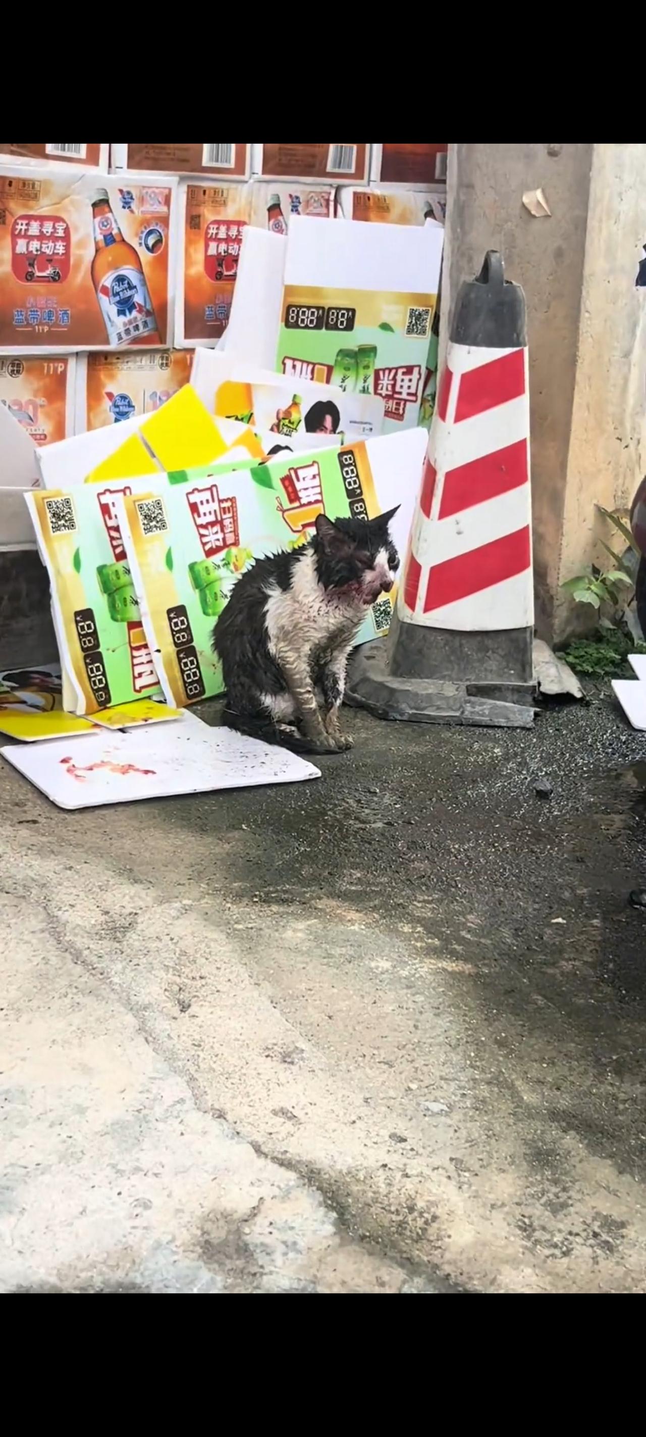 即便这只遍体鳞伤满目疮痍的流浪猫，站立在马路边不停的哭泣与哀嚎，但是在她的眼神里