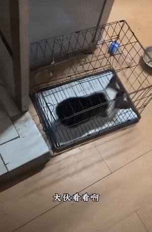 给它放出来，快把外面狗粮给人家吃吧！[捂脸哭]