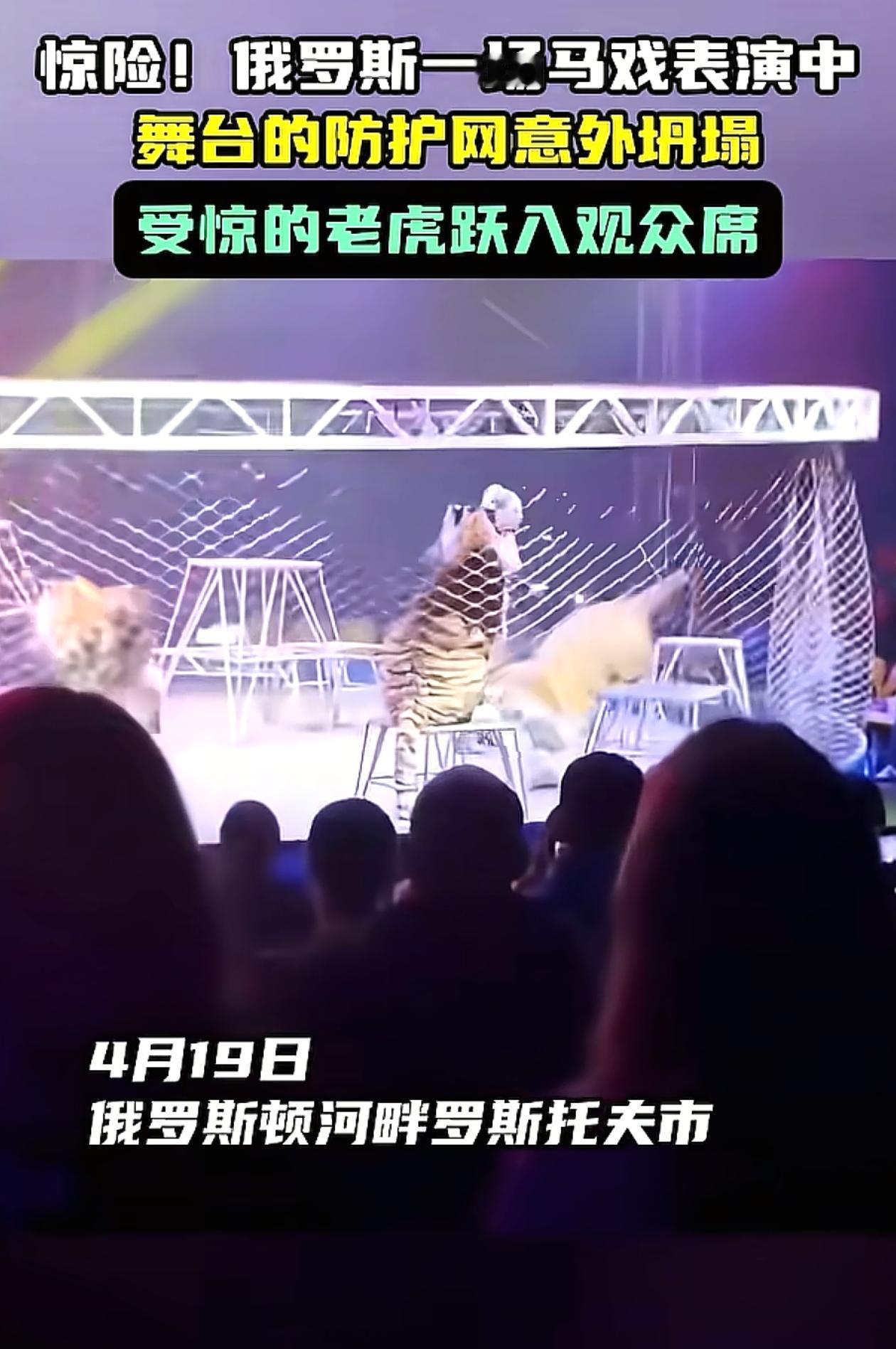 “太吓人了！”俄罗斯一马戏团正在表演的时候，用来隔绝动物和观众席的防护网突然掉了