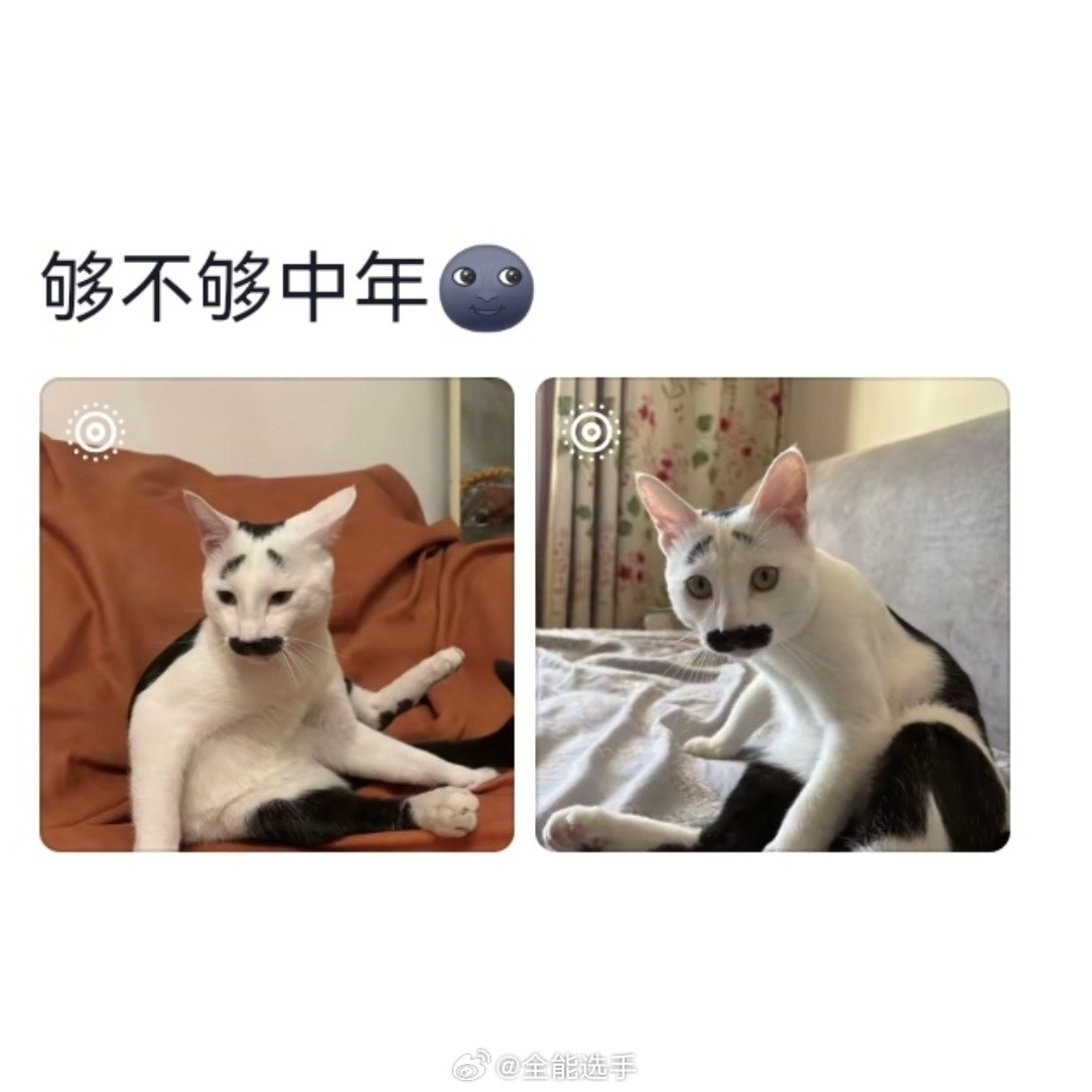 当养的宠物过了最佳赏味期