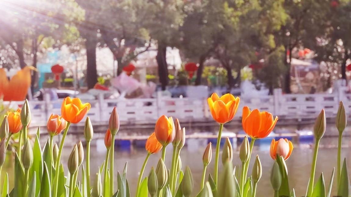 🔥昆明翠湖郁金香花海上线！20万株26个品种次第绽放，红黄粉紫交织超惊艳，南门