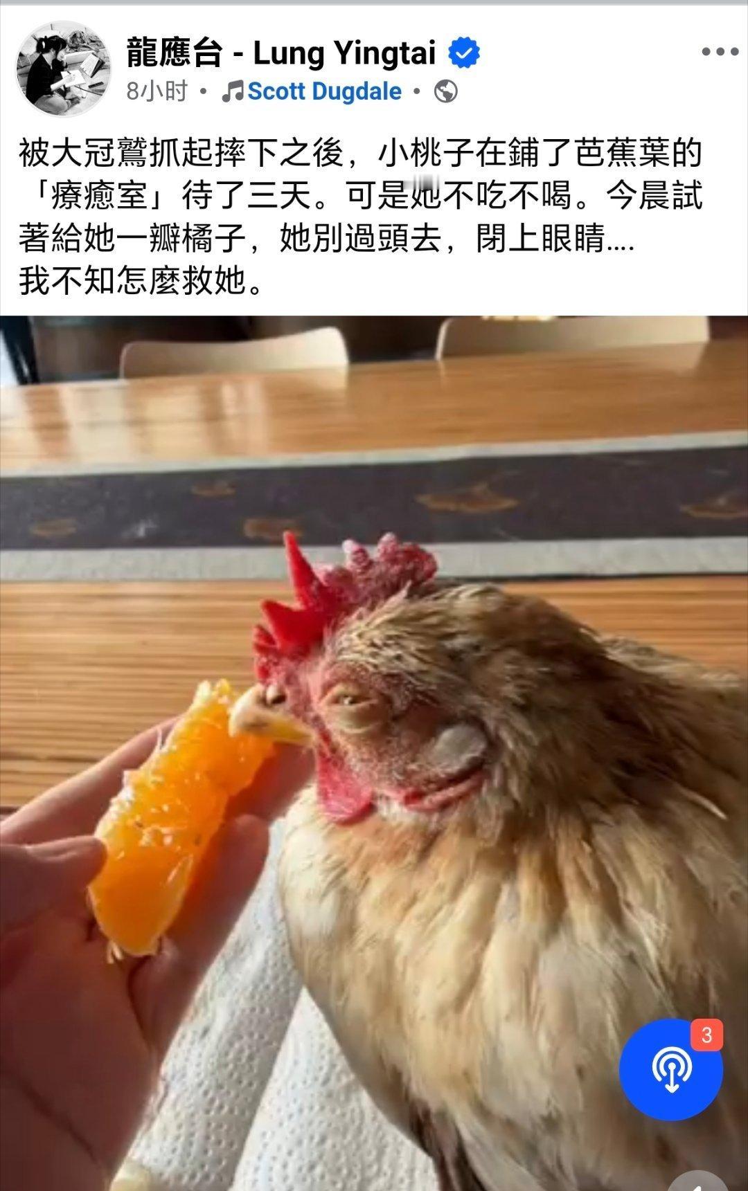 比起龙应台，我感觉自己太没文化，也太没爱心：龙应台养的鸡，被老鹰逮了之后受惊，现