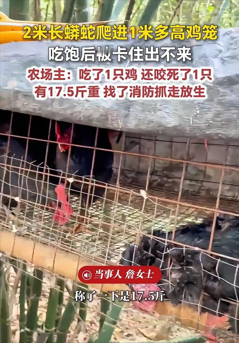 太可怕了！福建，一女子在上山搞养殖，早上来喂鸡时，一到地方就发现地上躺着一只鸡，