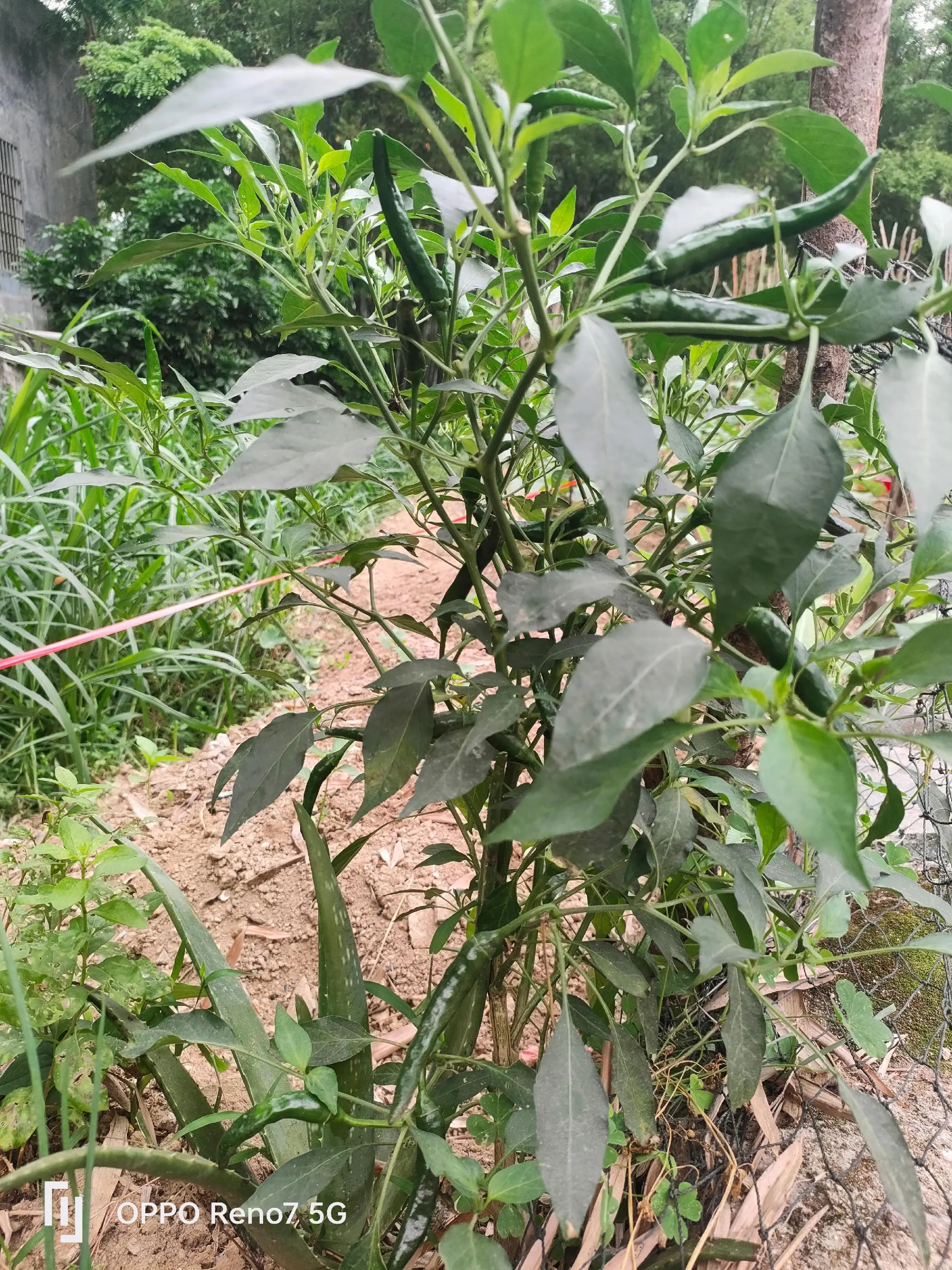 我种菜都是用老方法、传统种法。种茄子前，先撒石灰，再放发酵好的农家肥...