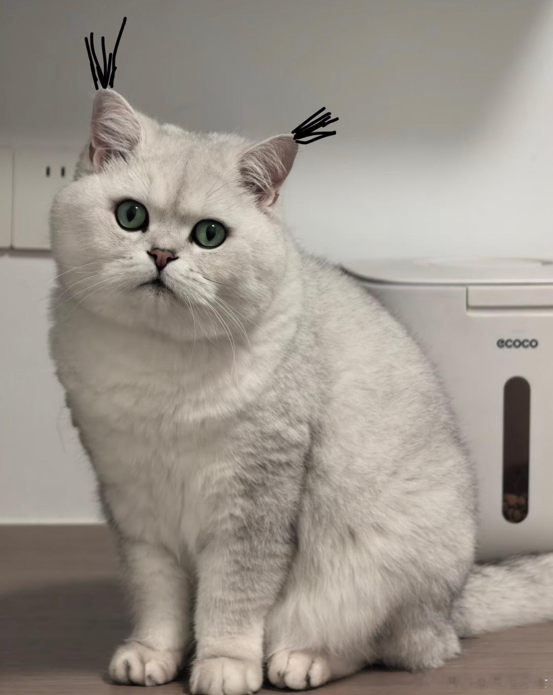 不知道，咪的聪明毛很曼妙~