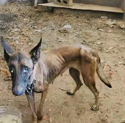 广西这只马犬简直是现实版“忠犬八公”！它被洪水冲走失联10天，竟自己找回了家。主