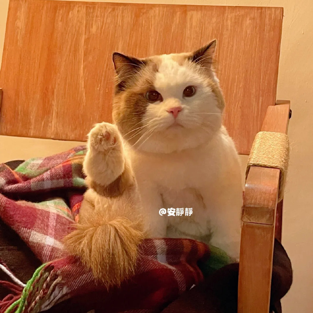 好可爱的大饼脸憨憨