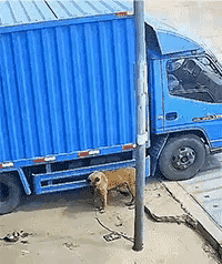 狗狗只思能乘凉，不知危险已来临。顷刻陨灭在轮下，可怜一命无奈何。