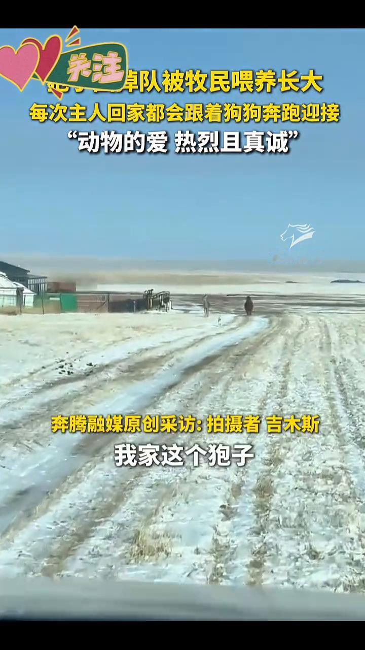 卓队被牧民喂养长大，每次主人回家都会跟着狗狗奔跑迎接，