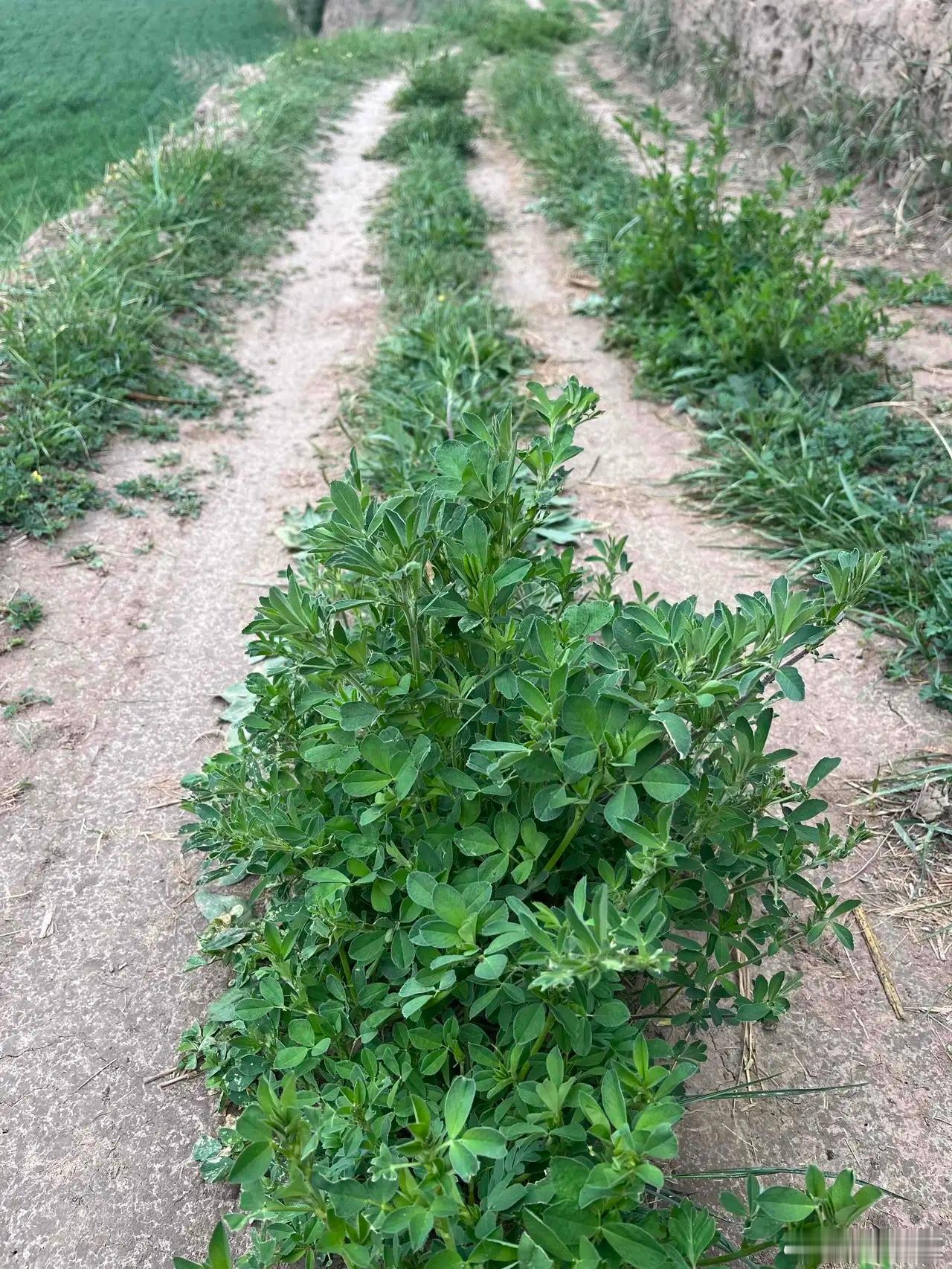 曾经是牲口最好的草料，如今没了牲口，自己成了路上的野草！