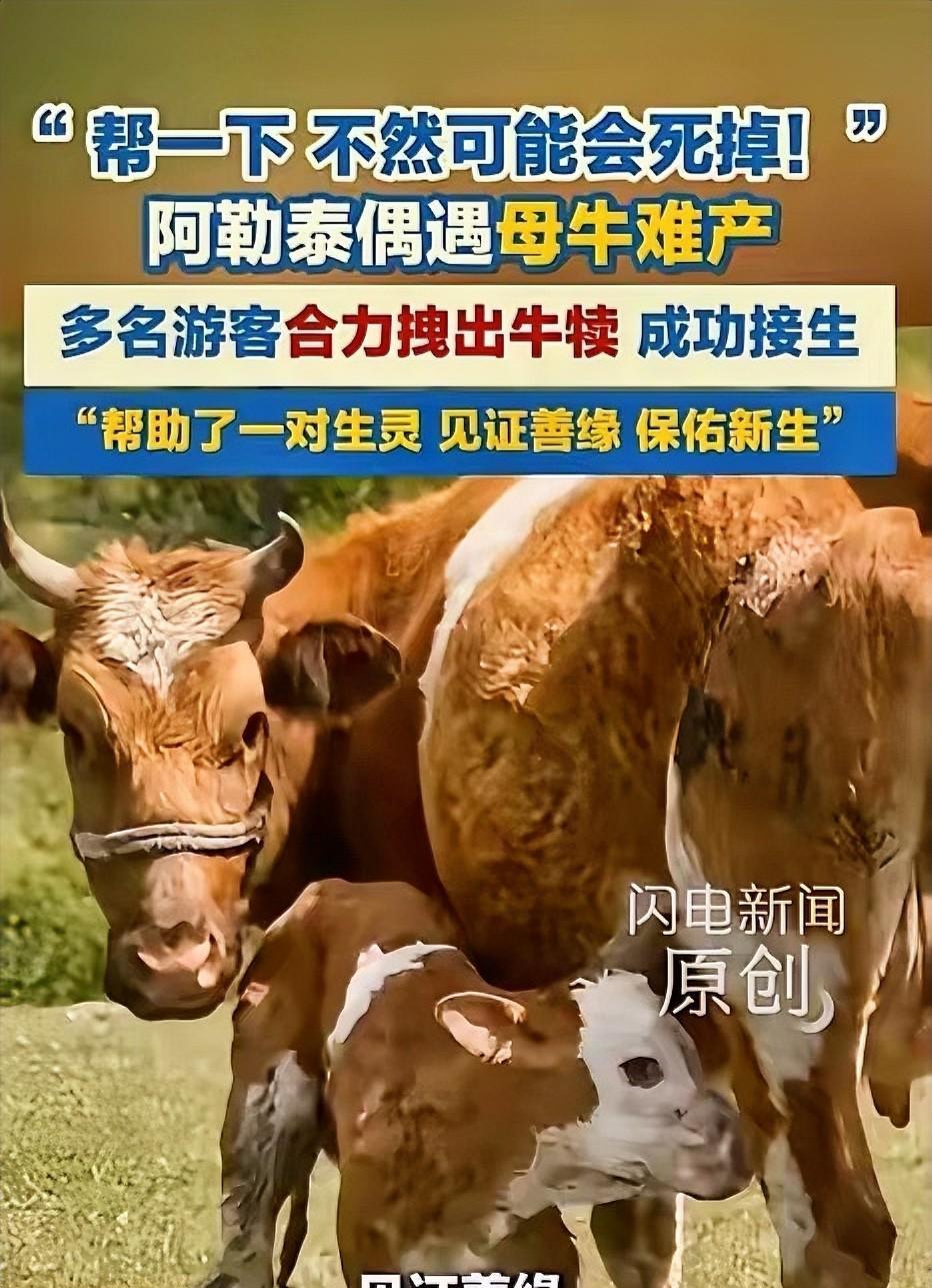破防了！5月25日，新疆阿勒泰，几名游客在游玩时，偶遇了一头母牛产子，他们在一旁