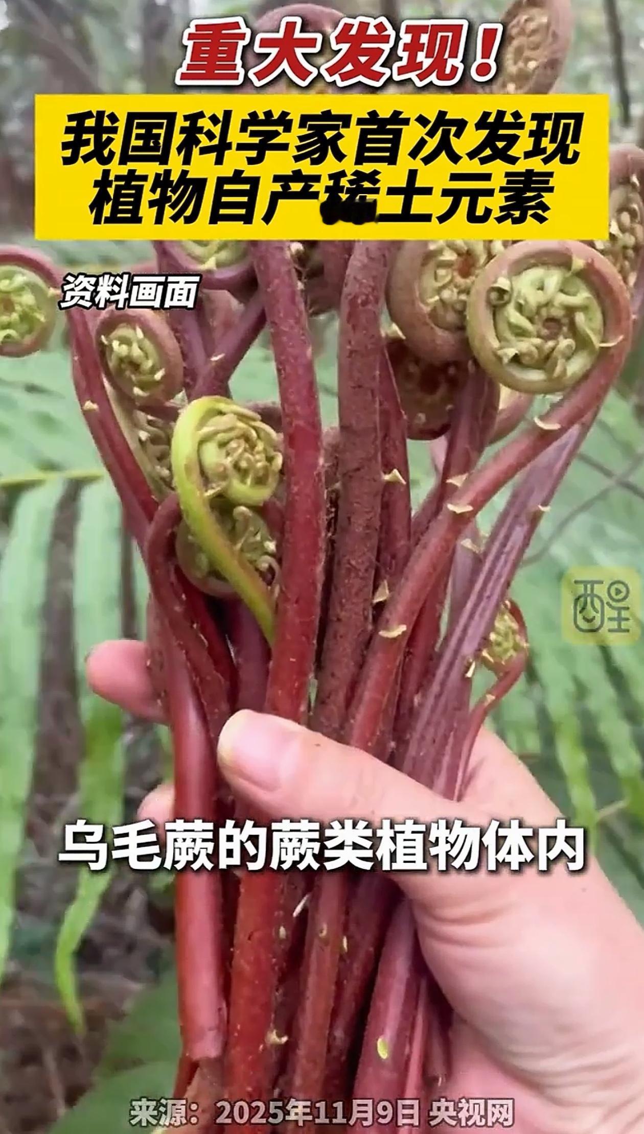国运来了挡都挡不住！咱们的科学家发现，一种叫做“乌毛蕨”的植物不光能从土里“吃”