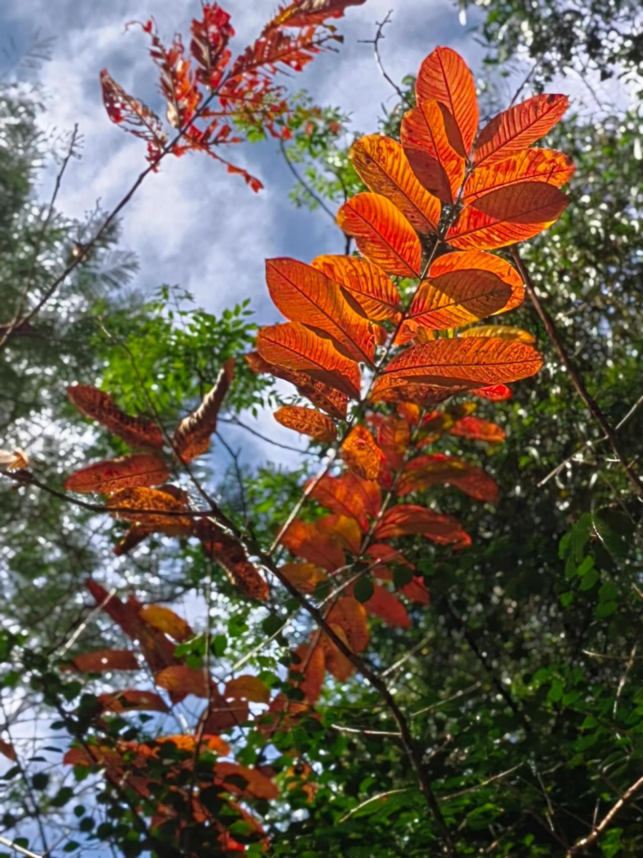 霜叶红于二月花是种什么感觉终于知道了！原创摄影手机摄影大家好，本期手机摄影作