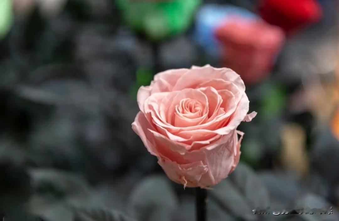 情人节，致此生最爱的三个情人！又是一年情人节，街头巷尾满是鲜花与浪漫，很多