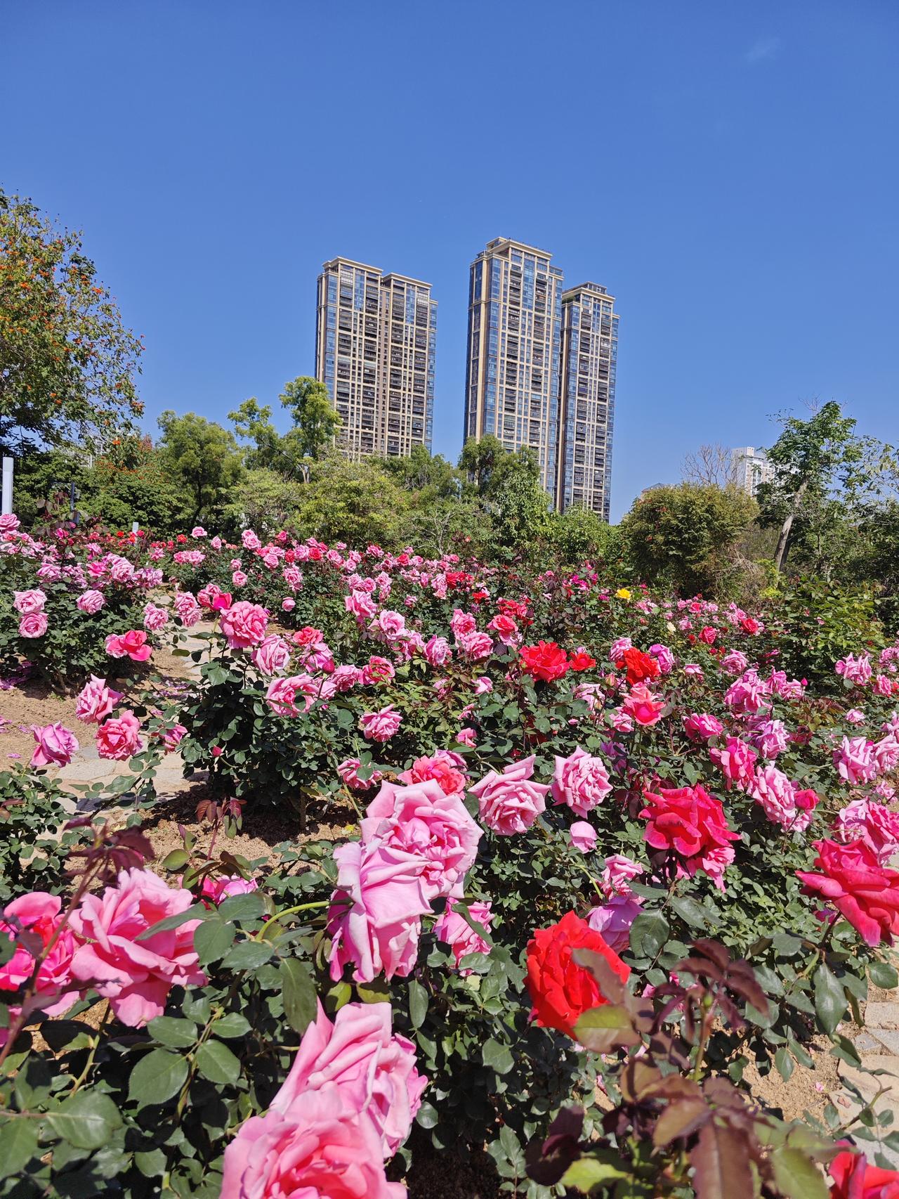 今天深圳究竟有多热？跟夏天真的没有区别。东北大叔今天在深圳公园里面赏花，疾呼，快