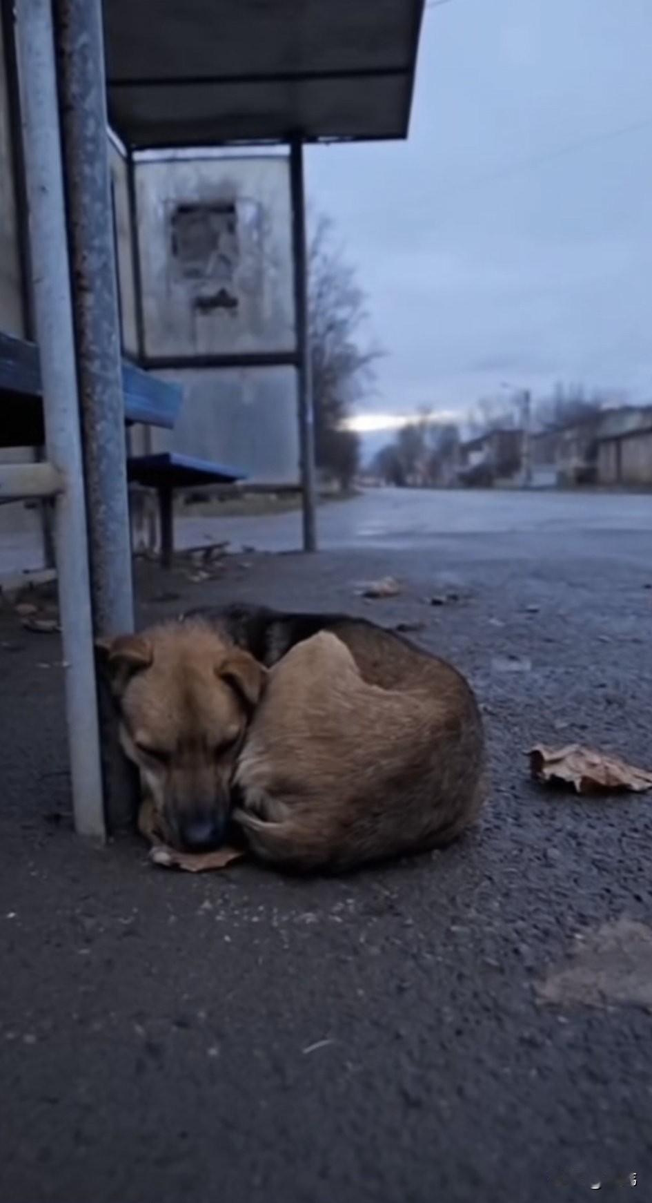 泪目了！这天傍晚，一位小姐姐去公交车站等车，却看到令人感动的一幕，一只可怜的流浪