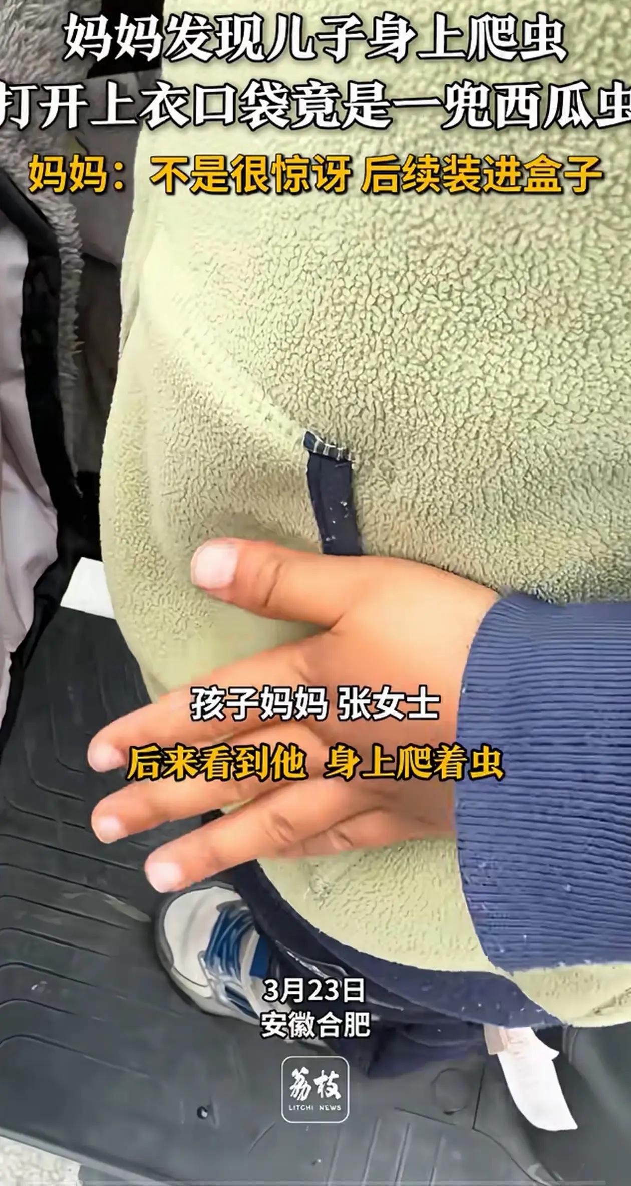 合肥女子孩子衣兜藏满西瓜虫，看完让人头皮发麻万万没想到！安徽合肥，女子发现孩