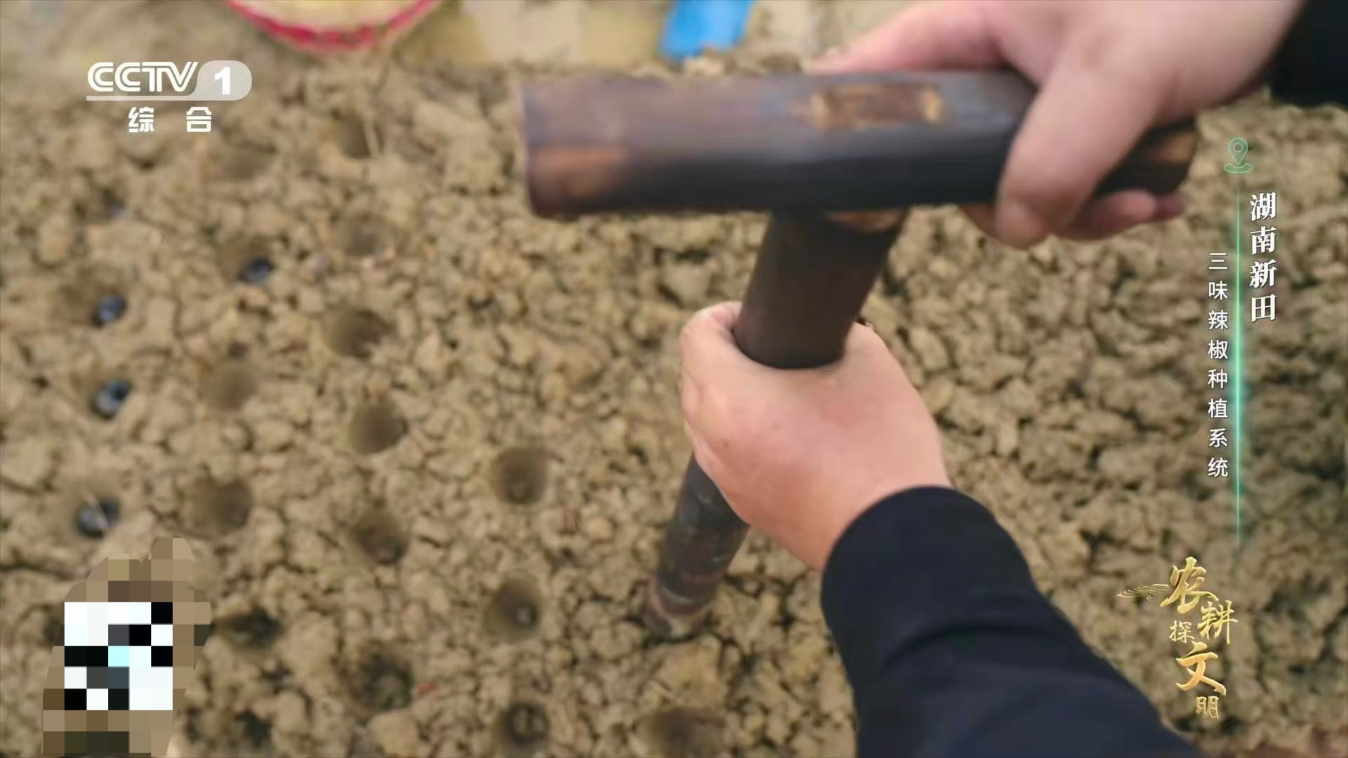 不用塑料盆，不用化肥，湖南新田人用田螺种出了辣椒！从育苗到施肥，一套纯天然的解决