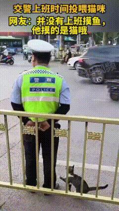 “太可爱了吧！”一交警上班时间投喂猫咪，认真观察路段时，手却在背后喂趴在腿上的猫