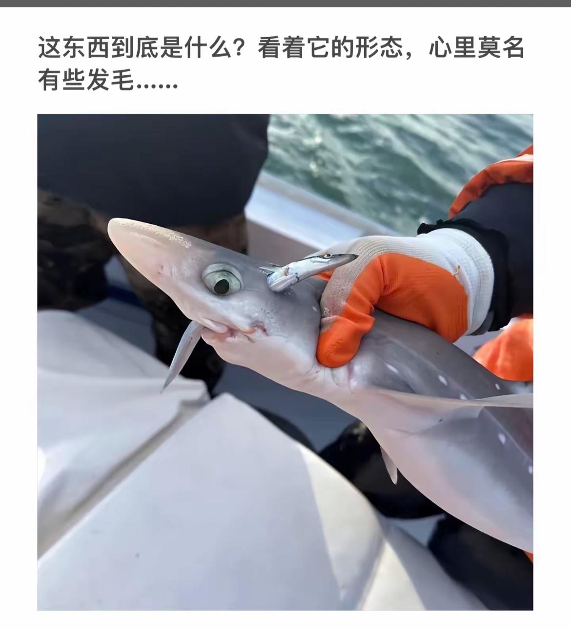 你说这小鱼游的快不快吧