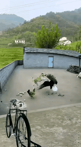 这只小狗应该颁发“最佳看家犬”奖，如果我没看错的话，这就是中华田园犬，这狗是名副