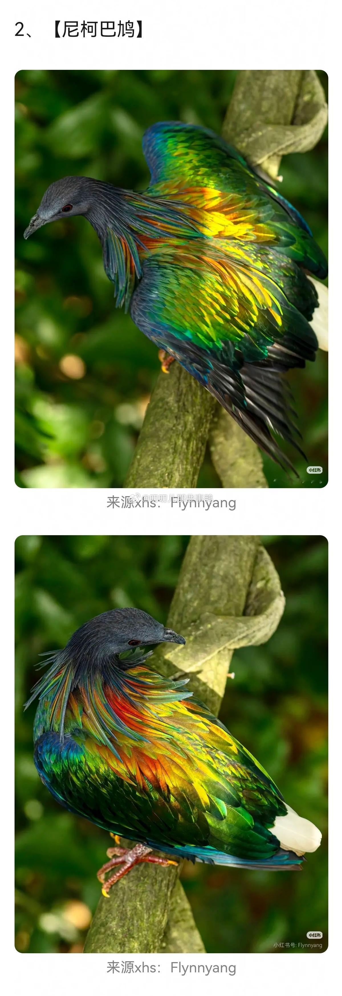 鸟类才是真正的色彩大师，太美了~