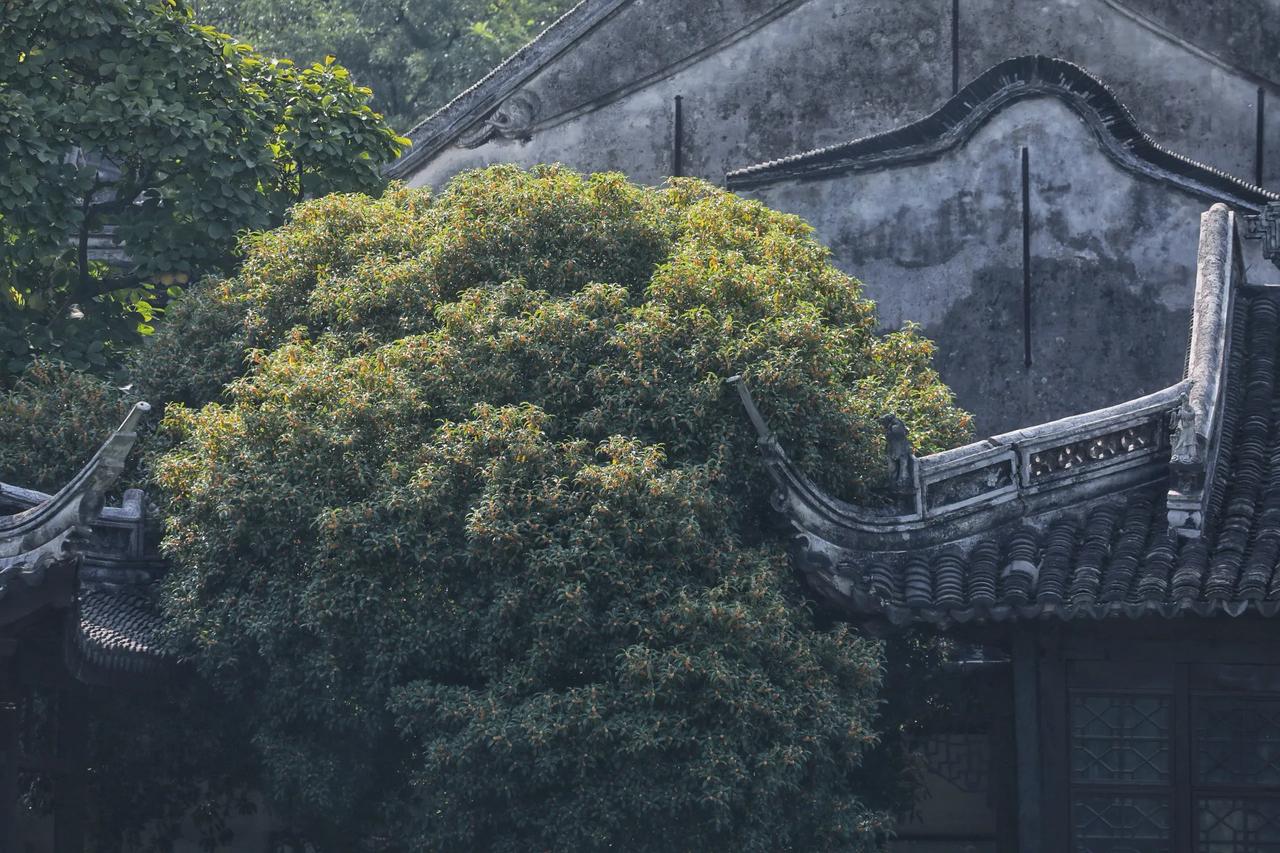 桂花香最狠的脾气：你越使劲闻，它越不给坐标，浙江湖州南浔古镇小莲庄。站在桂花