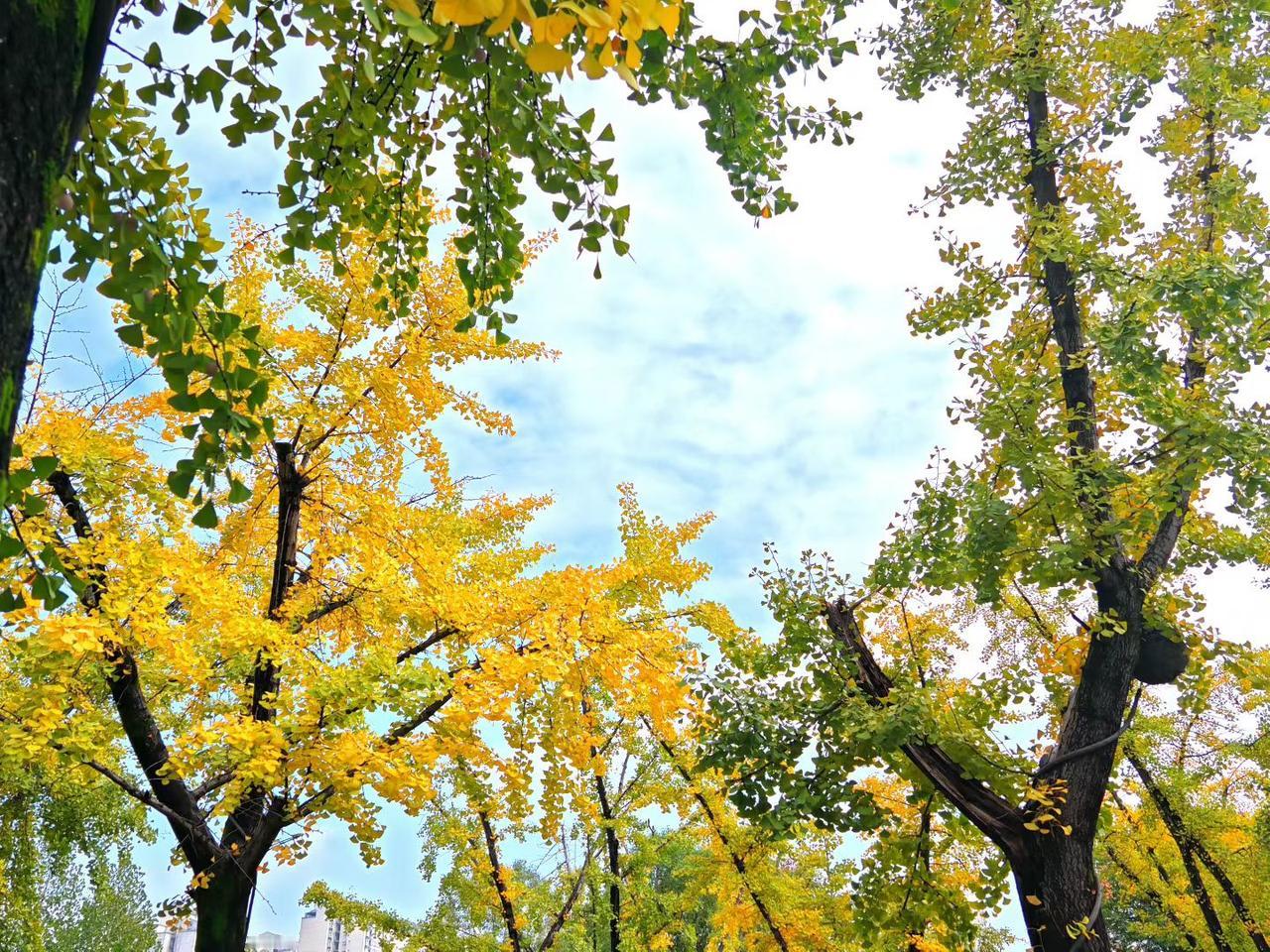秋真的来了，虽然还不太深！到处都是橙黄橘绿的叶子铺天盖地！