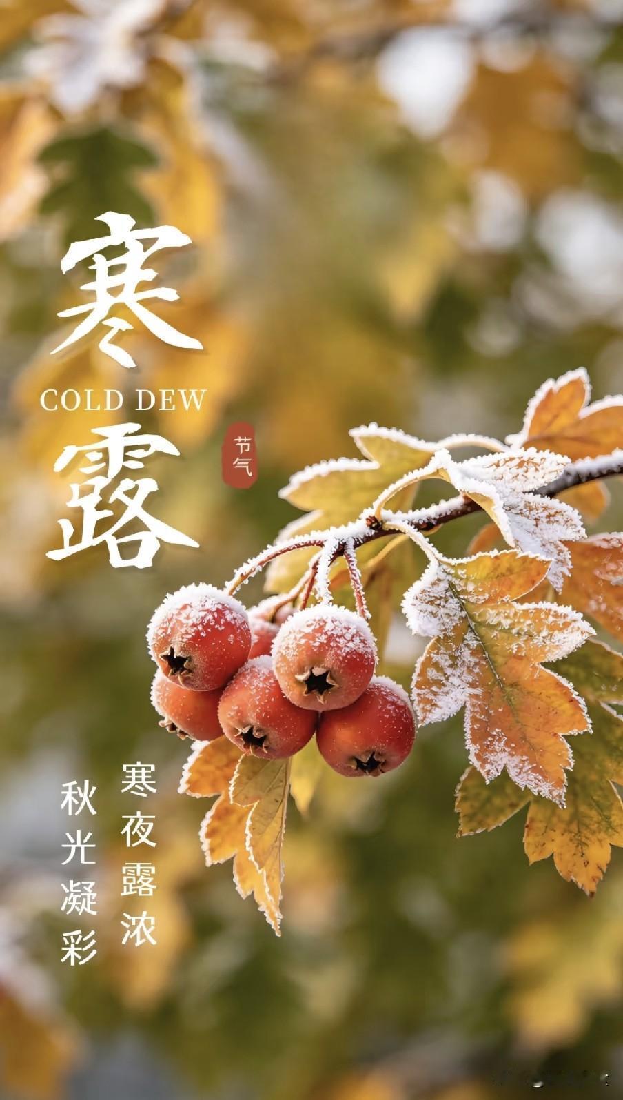 今日寒露！老话说“男怕寒露”，牢记1穿2戴3做4睡，安稳过深秋今日迎来寒露
