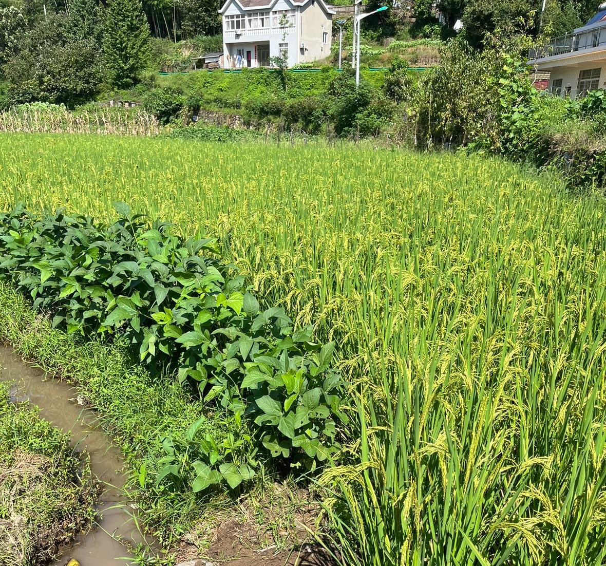 【琅河财经】东北人太幸福了，东北可别振兴了，现在就是最好场景，领先全国偷着乐去吧