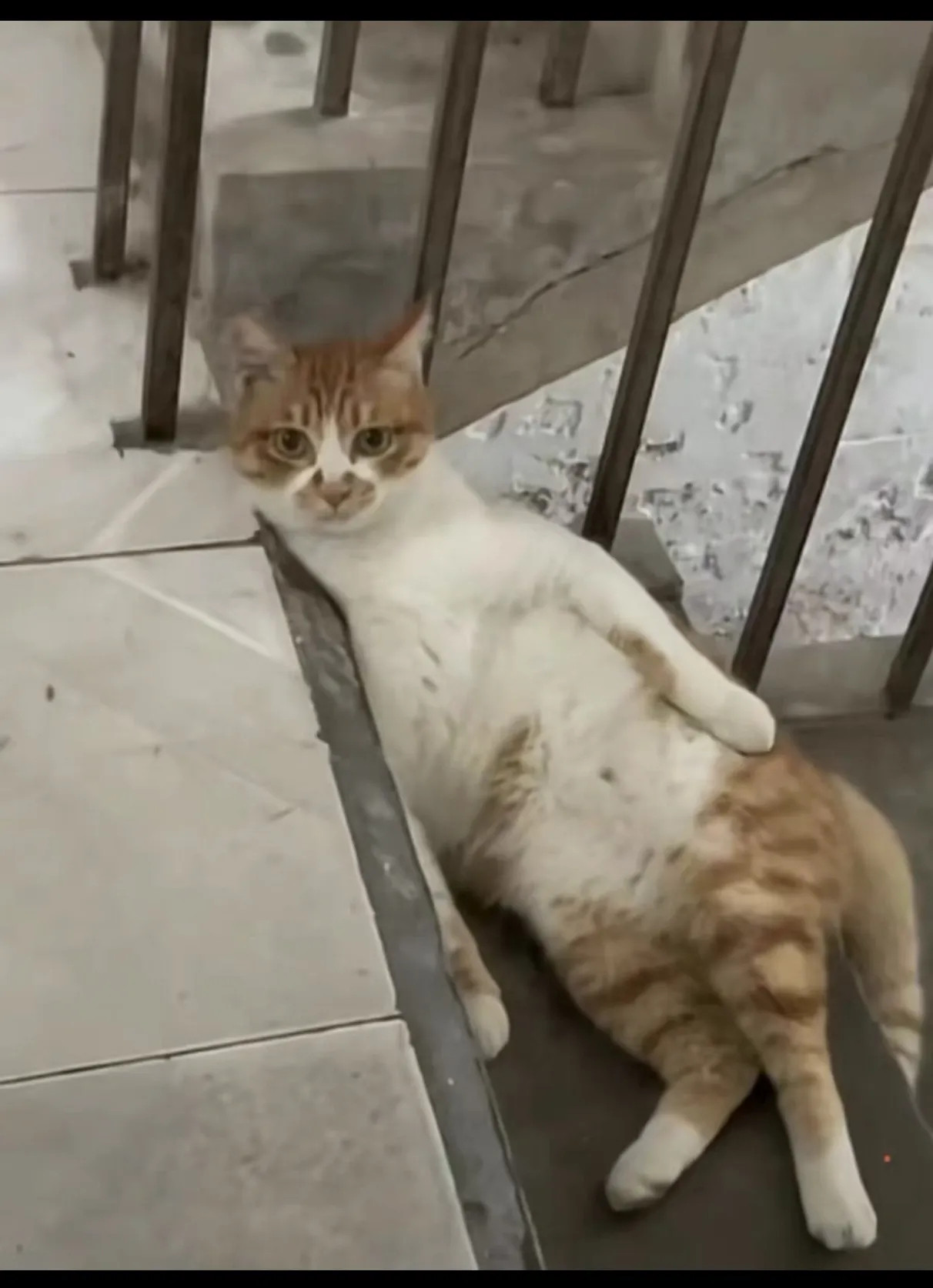 世界是一个巨大的软猫猫