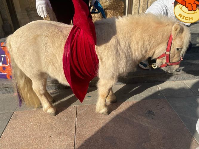 “这是聪明人！”河南郑州，男子花12万买了一匹进口小矮马，正好赶上马年，租赁需求