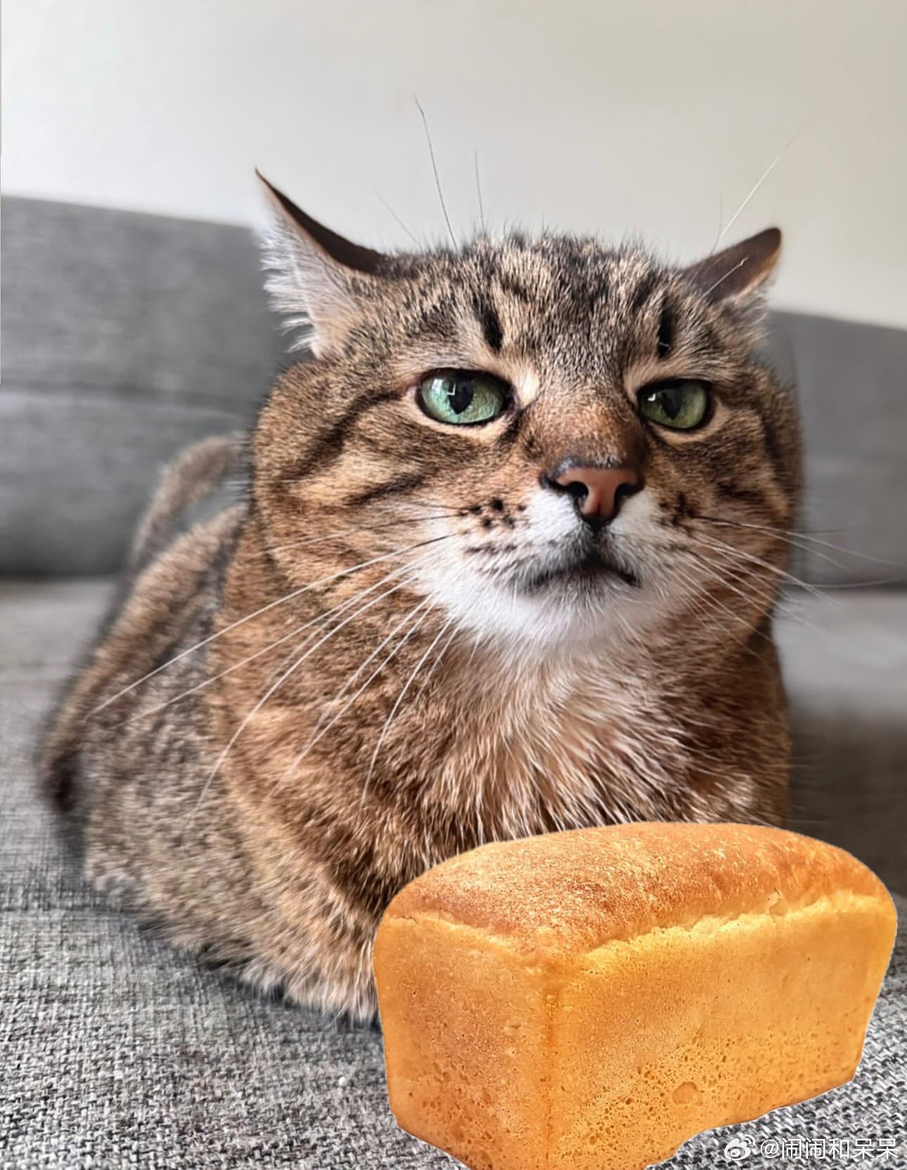 emo猫斯特潘面包🍞🍩🥖🍰cr：loveyoustepan​​​