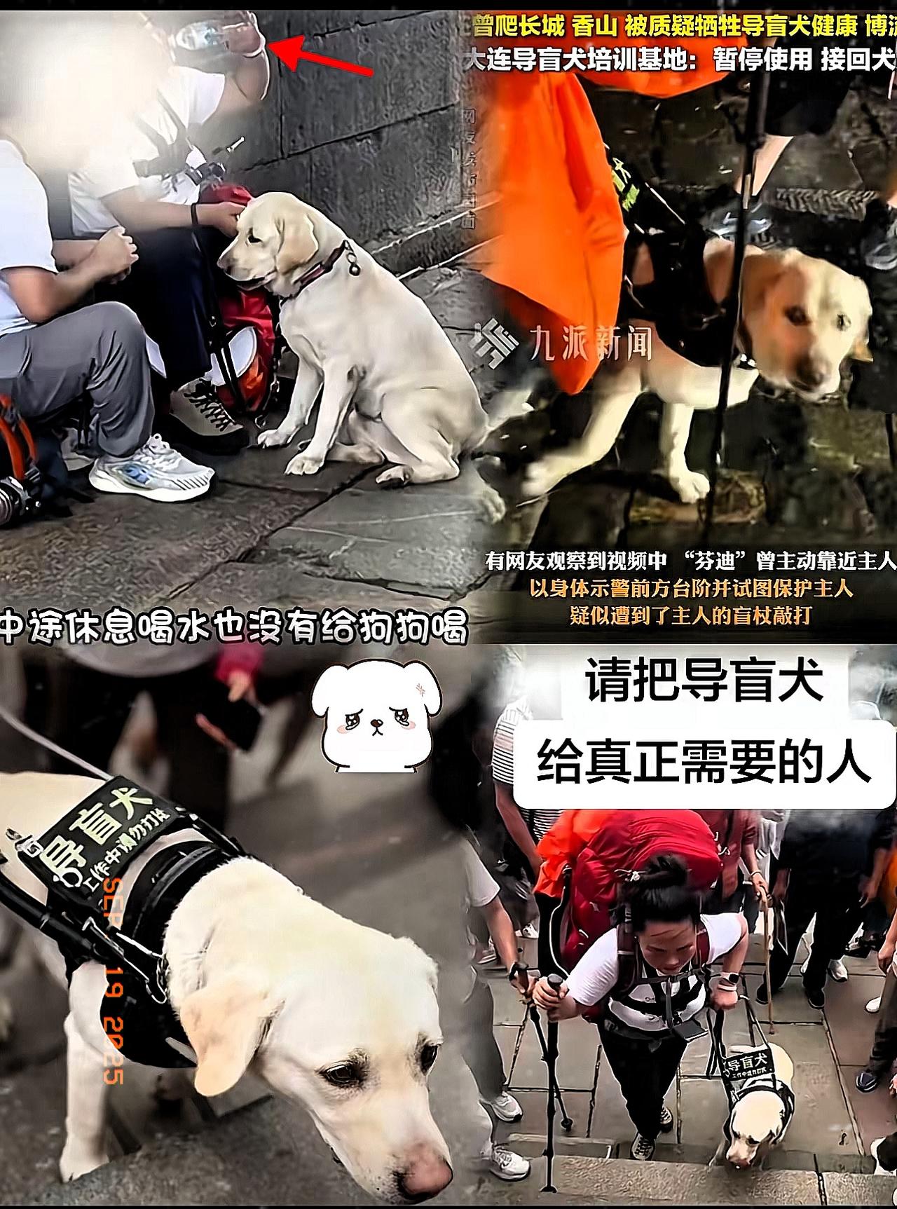 刚刚专门去查了一下，​​​不查不知道，一查我哭死了！导盲犬芬迪怎么能这么可怜