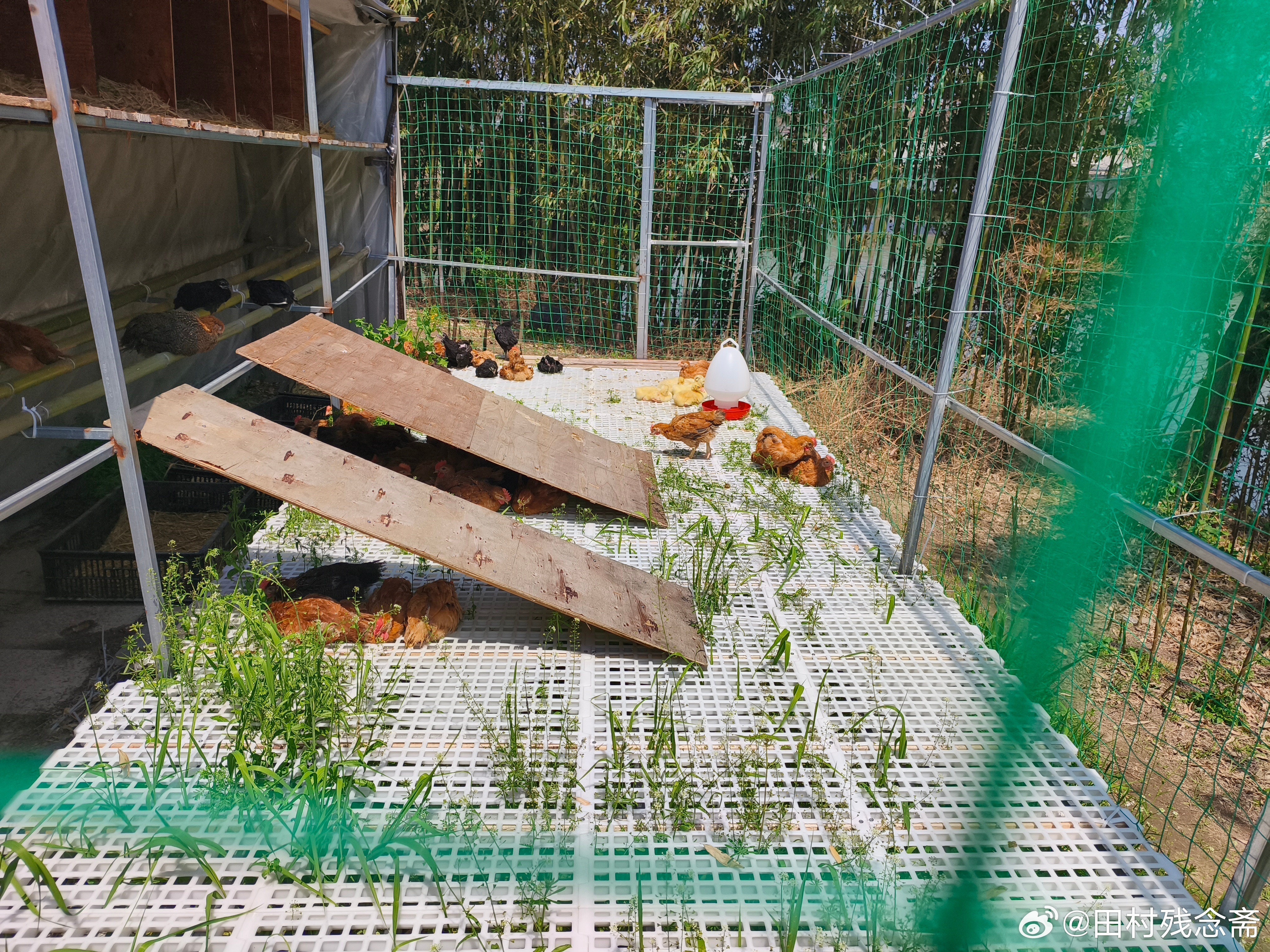 完了，最近发现我乡下院子里的成分有点说不清了……是不是要改个名字了