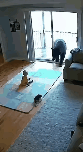 一个还不会走路的娃娃坐在门口，一头黑熊突然闯了进来。娃娃害怕的连连摆手，危机时刻