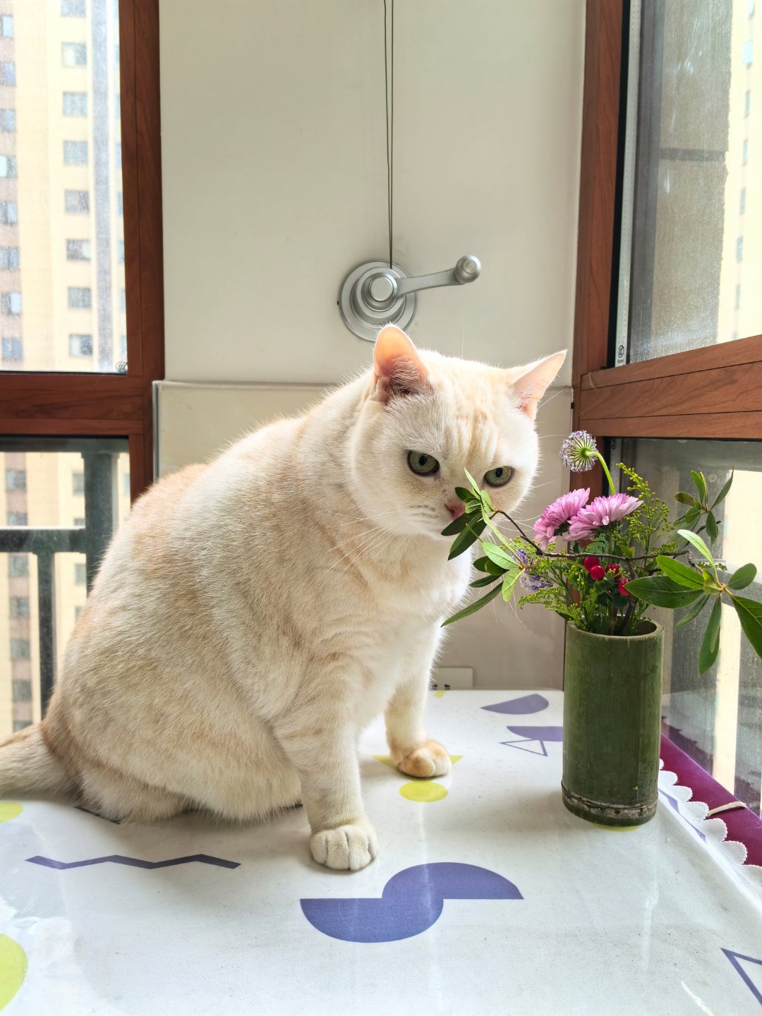 猫比花娇白少爷内心OS:并没有