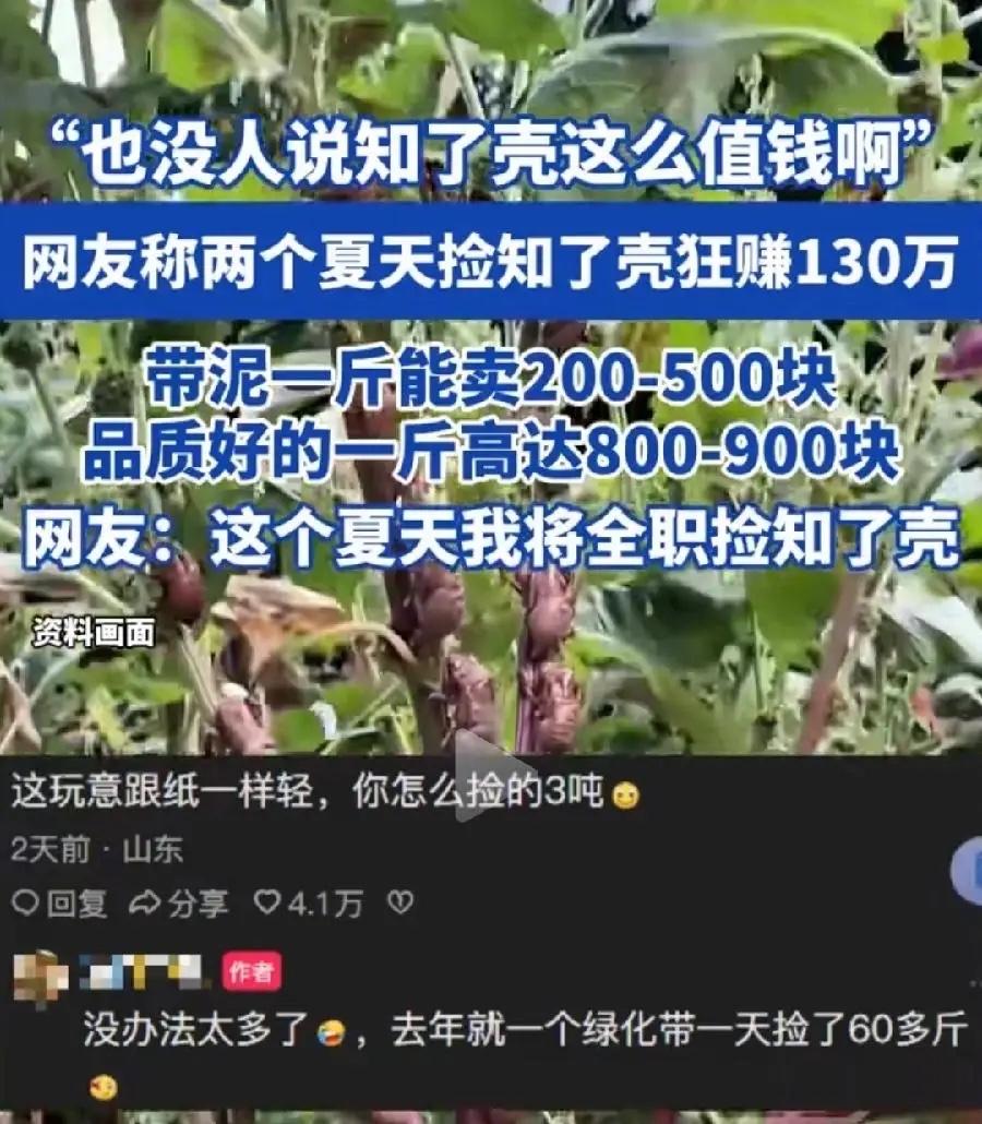 太离谱了网友称两个夏天捡知了壳竟然赚了130万，这钱也好赚了，果然能捡钱。有
