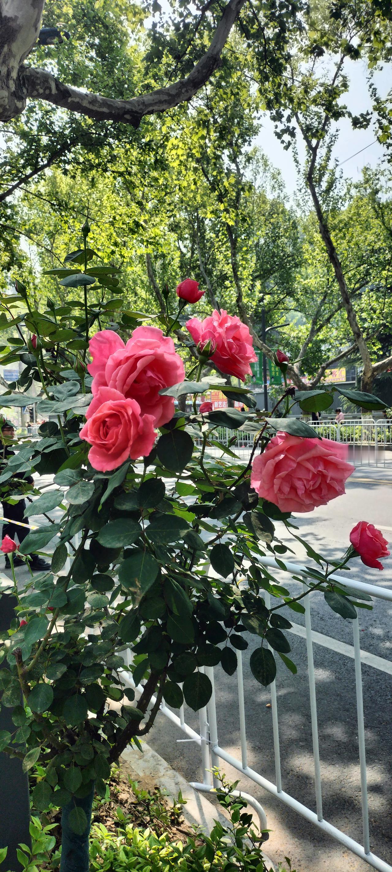 人到中年，为什么不要一大早出门忙事情？昨天早上5点多我就醒了，我在某鱼上卖一个二