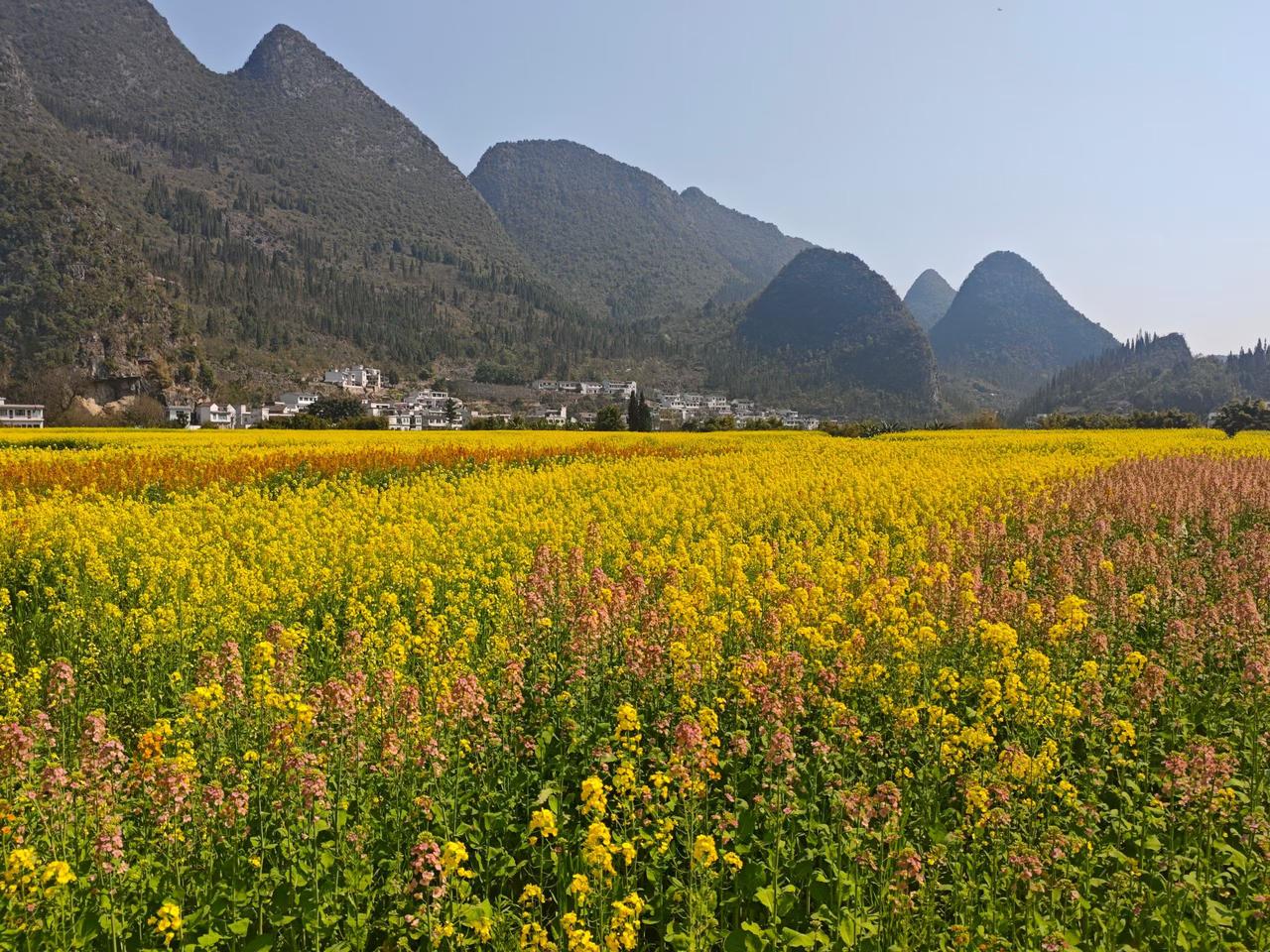 花几百块在城里租块菜地，值吗？济南这现象超90%人抢，看完我酸了大家好，我