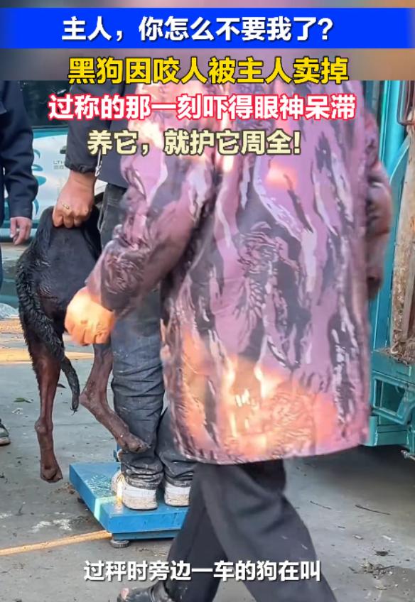 “真爱狗还是作秀？”安徽一只黑狗咬人后，被主人按斤卖给狗贩子，在狗市称重时，它听