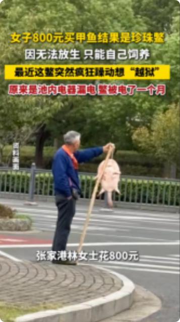 笑不活了！6月23日，江苏张家港，一女子花800块买了只珍珠鳖，自己又置办了水池
