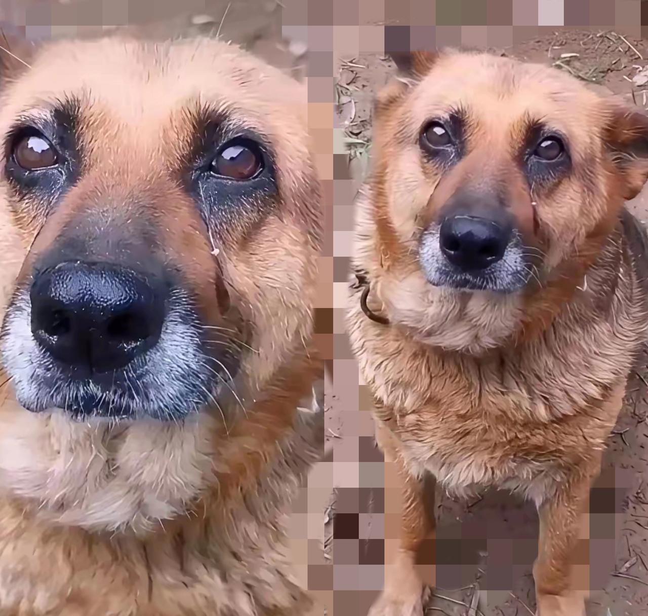 八年看家狗，被800块卖给狗贩子，它含泪不走的样子，真的破防了