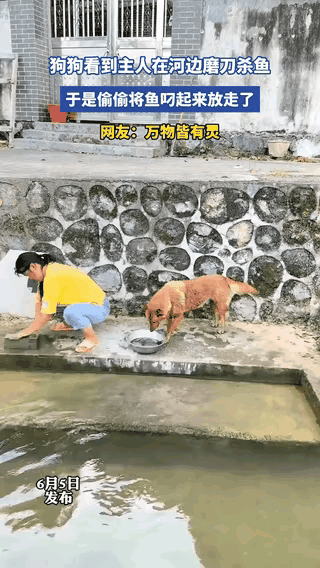 湖南大黄狗偷偷放生主人待杀的鱼！纯粹的善意，真的不分物种这下真解释不清了！