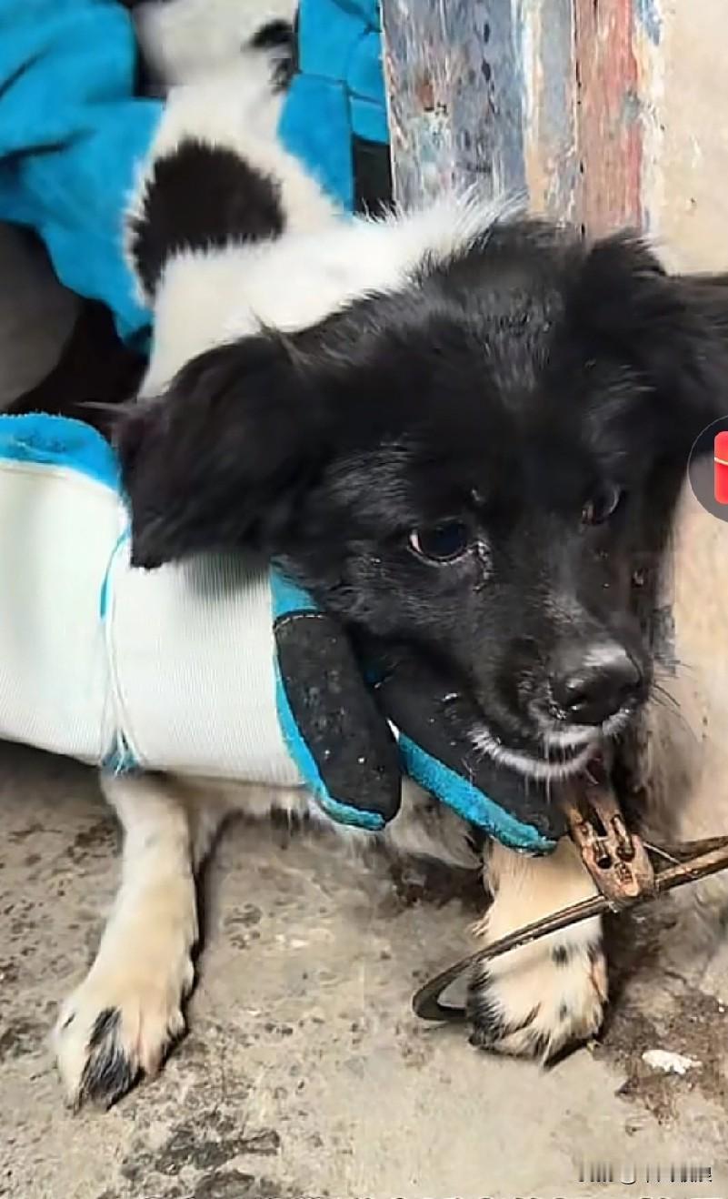 一只流浪狗在山脚下不慎踩中兽夹子，它强忍着剧痛，艰难地爬到了有人过往之处。一位好