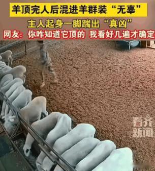 “笑不活了！”辽宁，男子刚把羊群赶回窝，一只羊趁他转身的时候，突然猛地冲上去，把