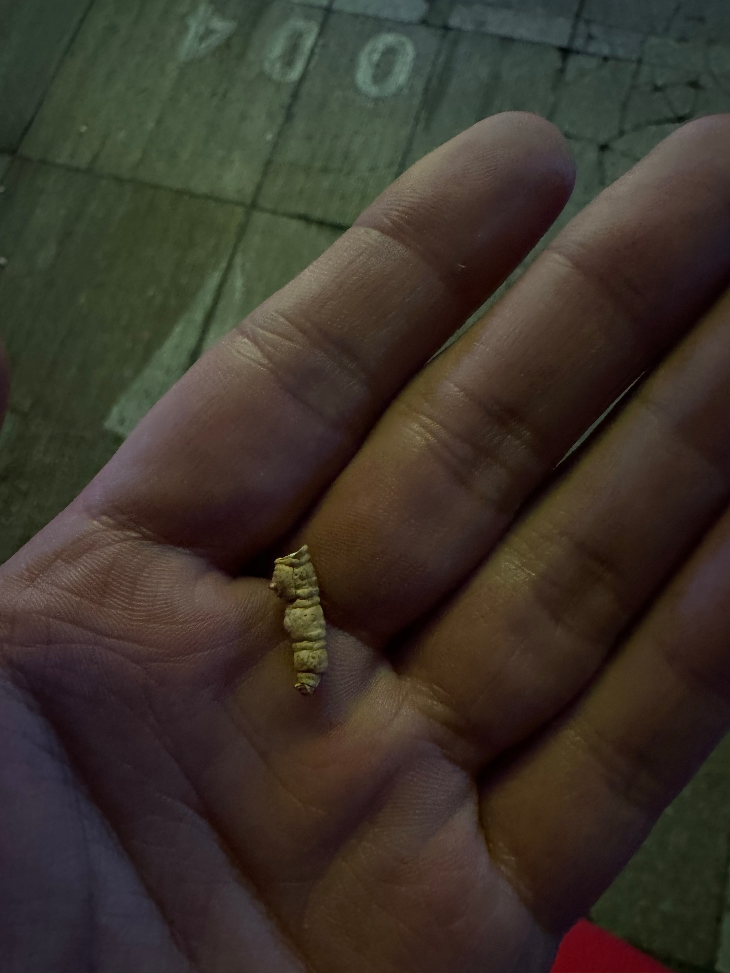 不是，为什么喝着喝着给我拿了虫草😂